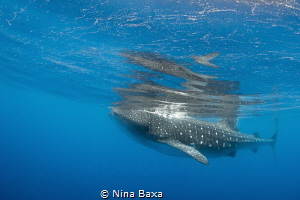 Peace ~ Whale Shark feeding in peace on the roe-strewn su... by Nina Baxa 